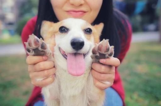 柯基犬有什么缺点这几大缺点不是人人都能接受的