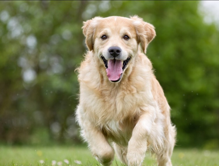 想养中大型犬？推荐这6种狗狗，好看又温顺