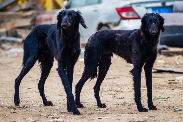 这6种中国犬养的人虽然不多但是很忠诚