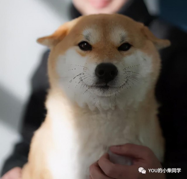 北京柴犬的价格现状，在北京买柴犬要多少钱？