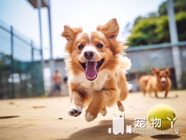 罗威纳犬嗅觉的特点