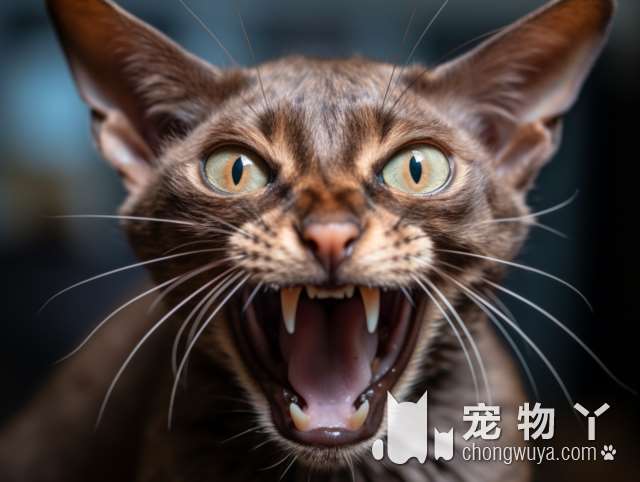 猫狗疾病怎么预防？